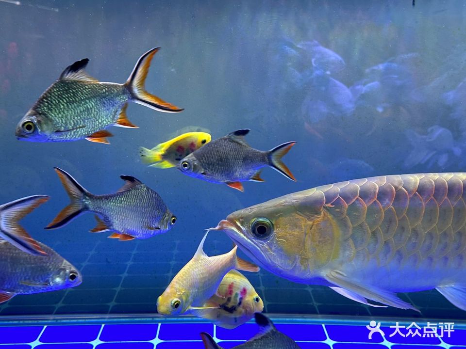 美达轩水族连锁(观澜店)