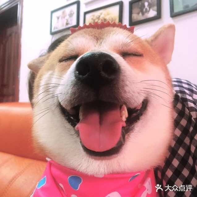 宅记宠物美容院