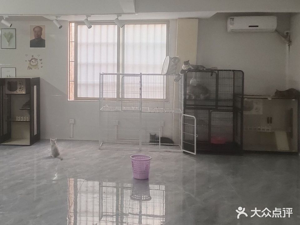 吉你太美坤坤猫舍