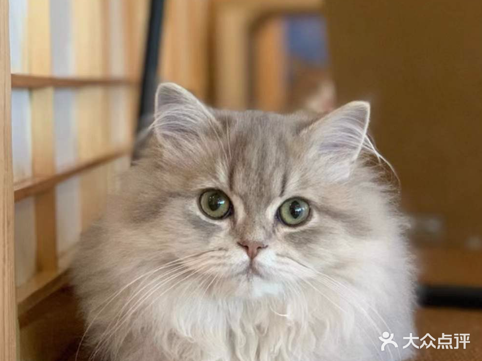 喵小志·猫咪解忧馆(万善店)