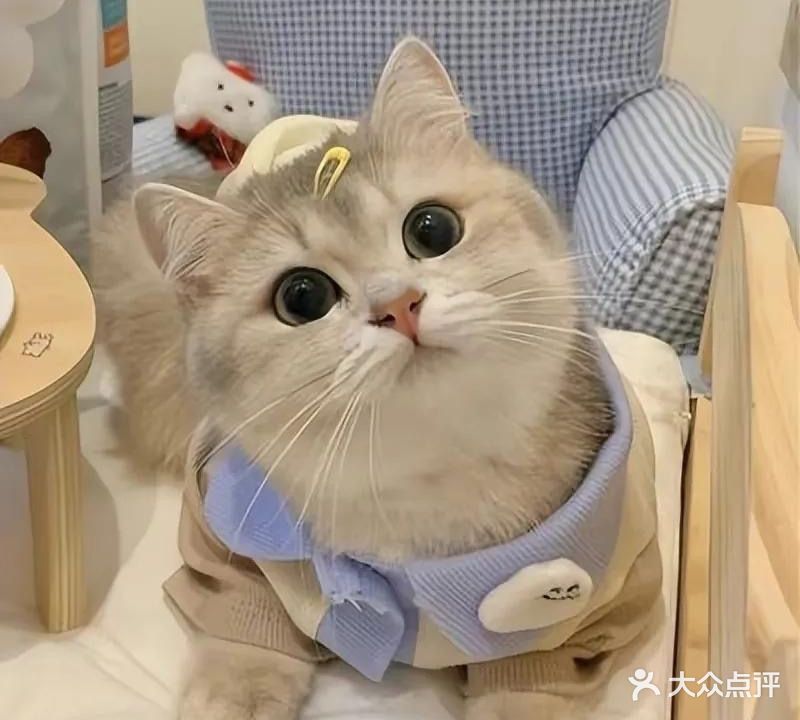 猫殿·猫咖