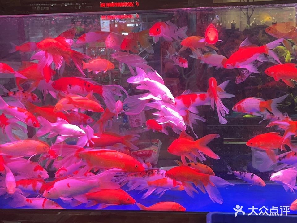 铨新水族园林(锦绣花园北区店)