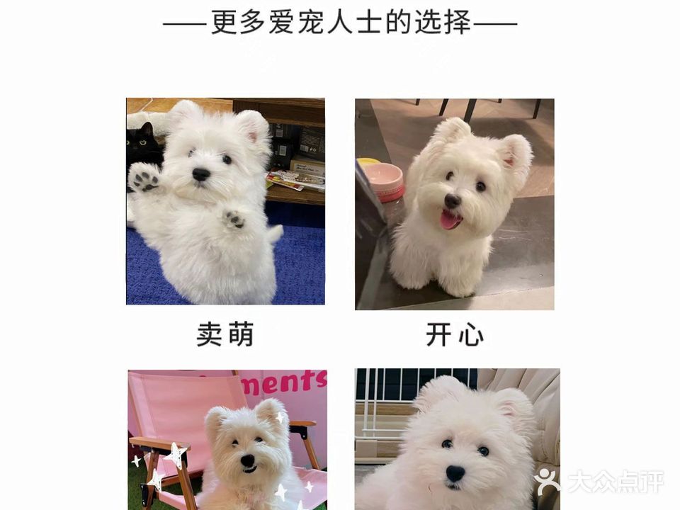 龙谭宠物店