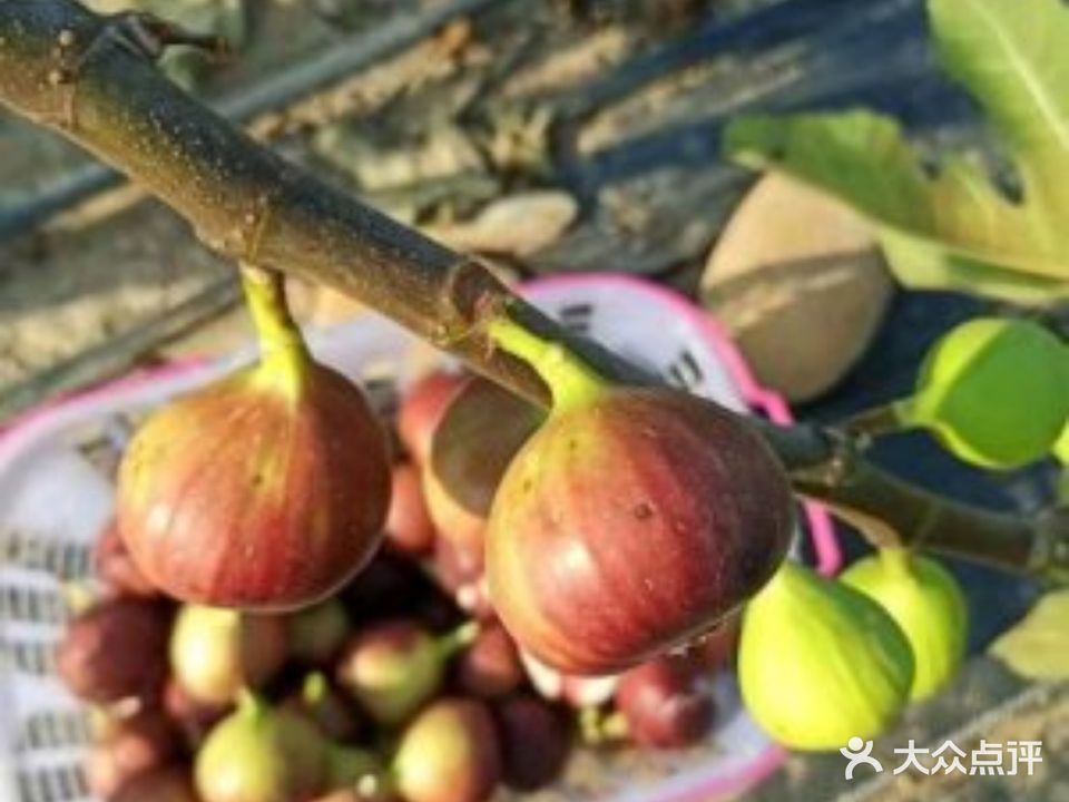 惠云峯食府·无花果浸鸡农家菜