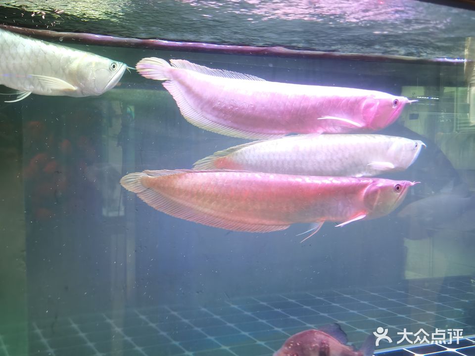 乐悠游水族(水上园小区店)