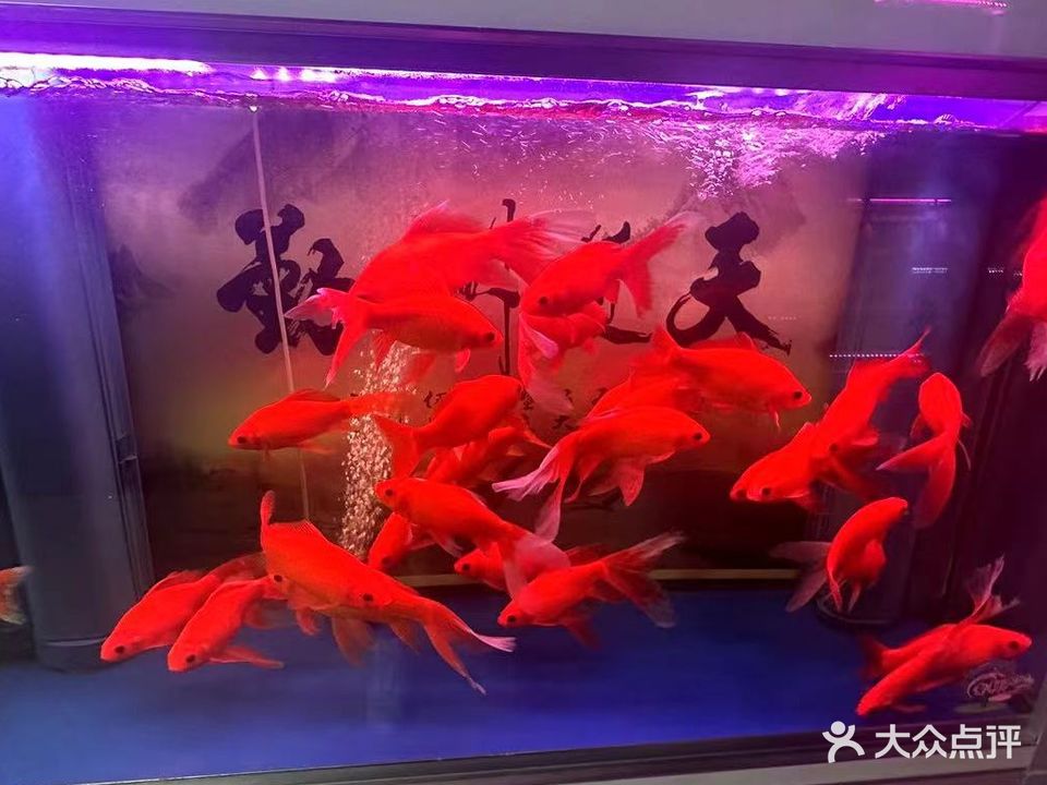 欣欣水族(鱼掌贵鱼缸专卖店)