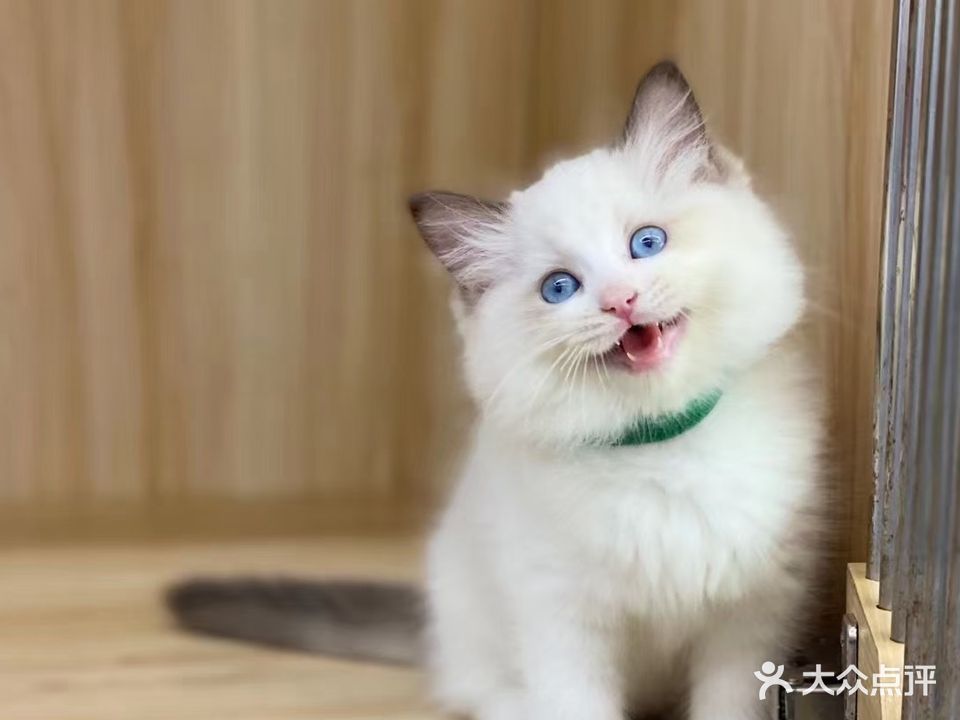 猫犬奇缘宠物会馆