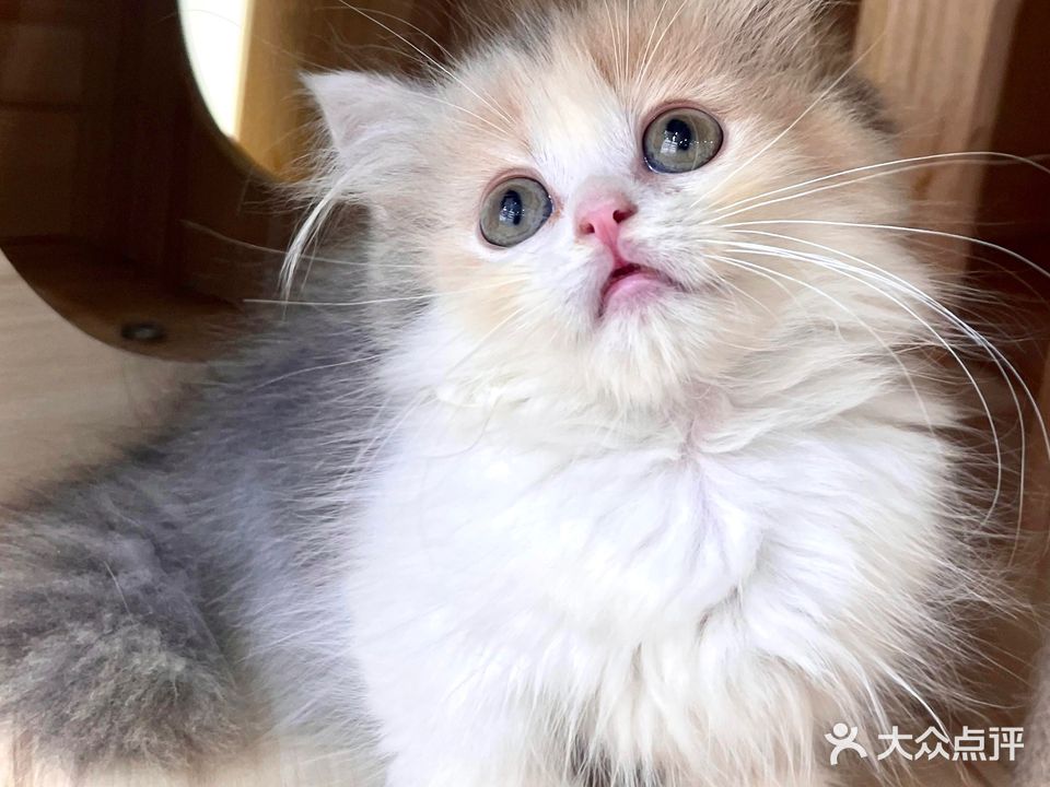 JOJO撸猫馆·猫咖·猫舍(光谷店)