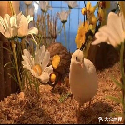 愤怒小鸟鸡(吾悦店)