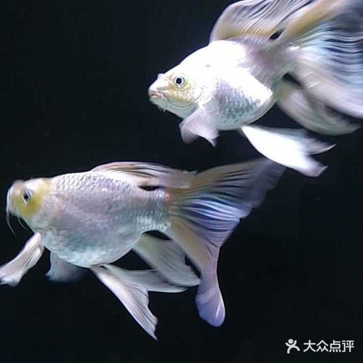 龙发水族馆