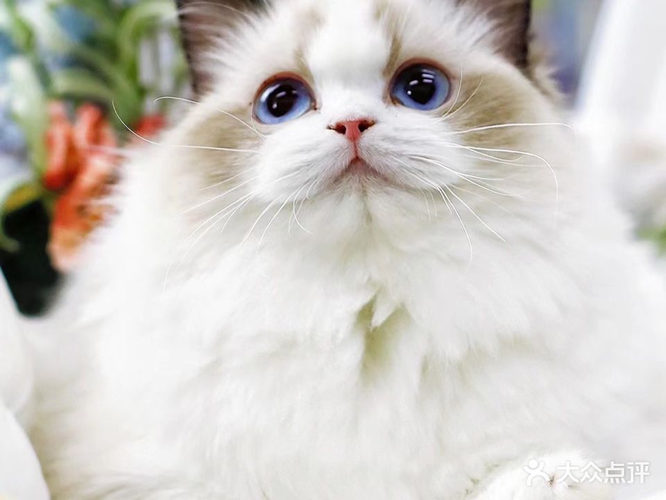 宜宾宠物市场猫舍犬舍猫狗活体