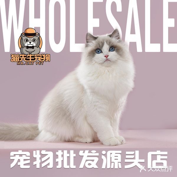 猫先生宠物批发