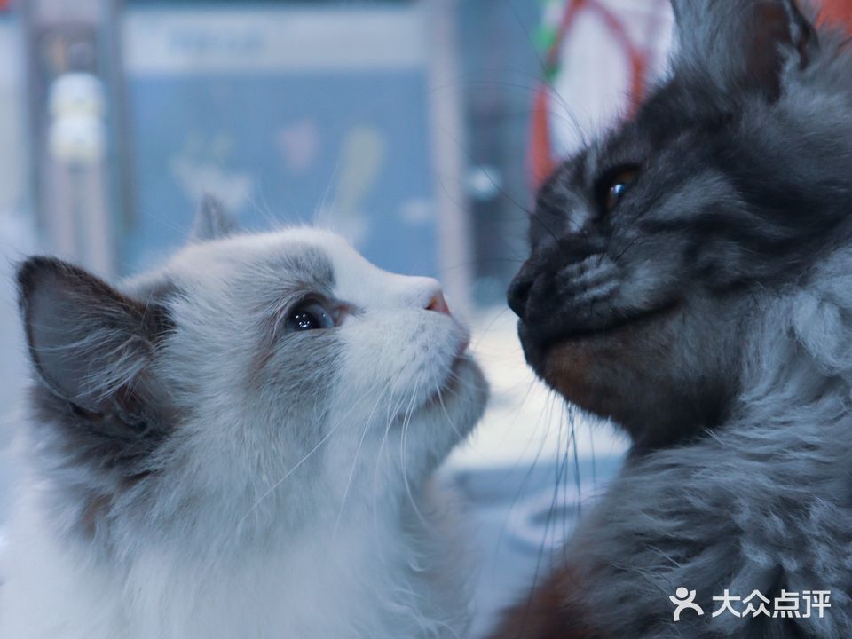 恒召猫咖(金钻商业广场店)