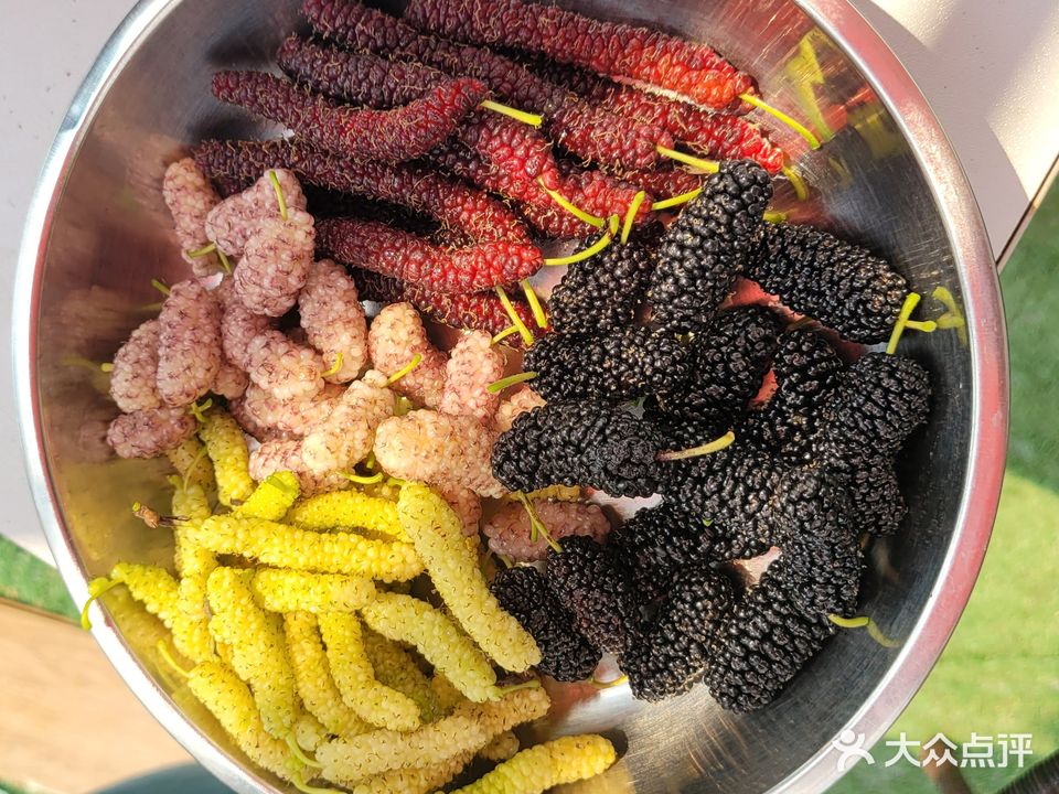 会江村桑果园·美食·钓鱼·烧烤