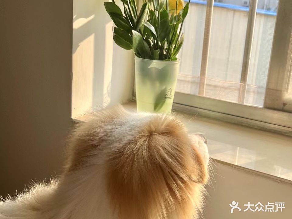 可可的宠物堡·橙色宜萌派(商城路店)