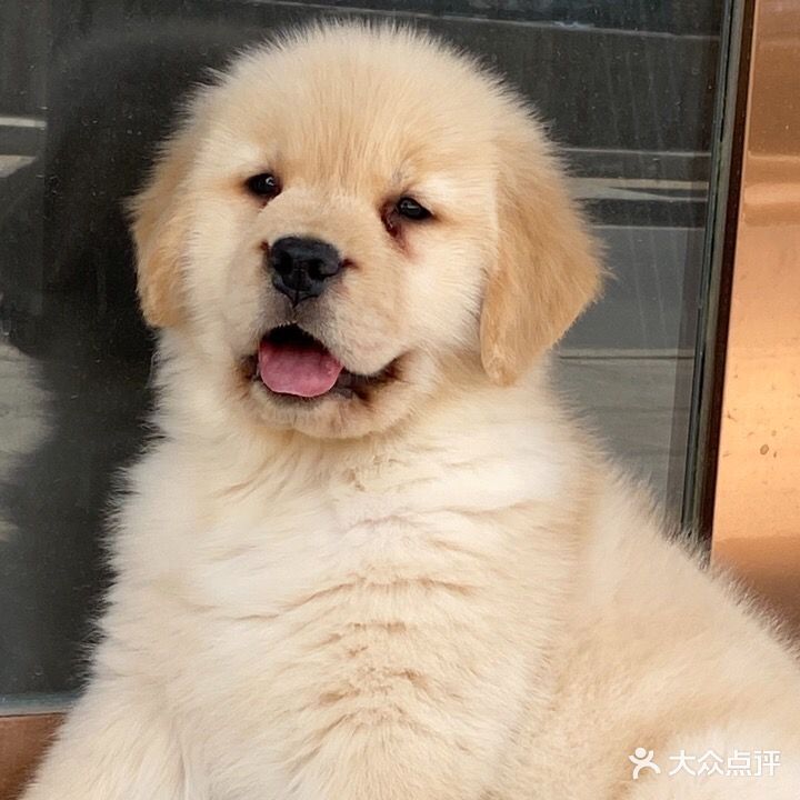 爱尚宠物