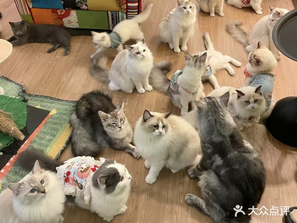 果乐宠物乐园·撸猫·猫咖·萌宠·飞禽(万达广场店)