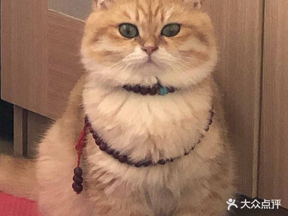 仙猫生活馆