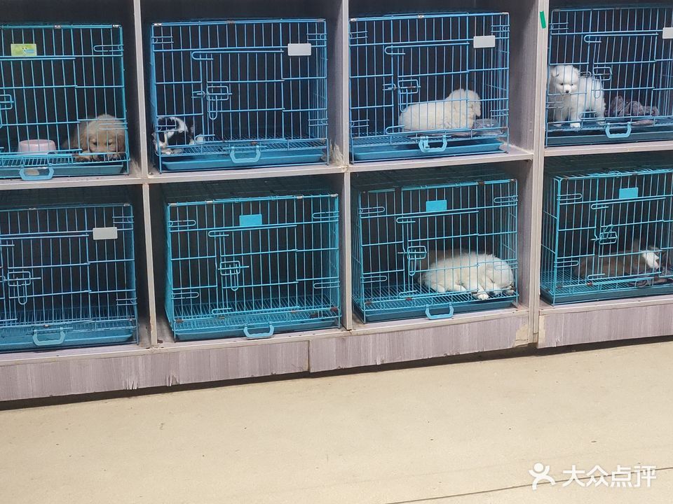 宠物犬舍猫舍宠物市场养殖基地(批发零售)