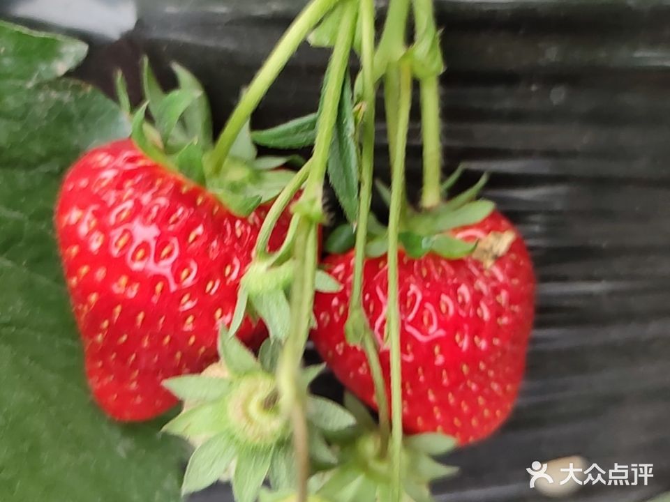 谭草莓水果摘菜(蔡家基地)