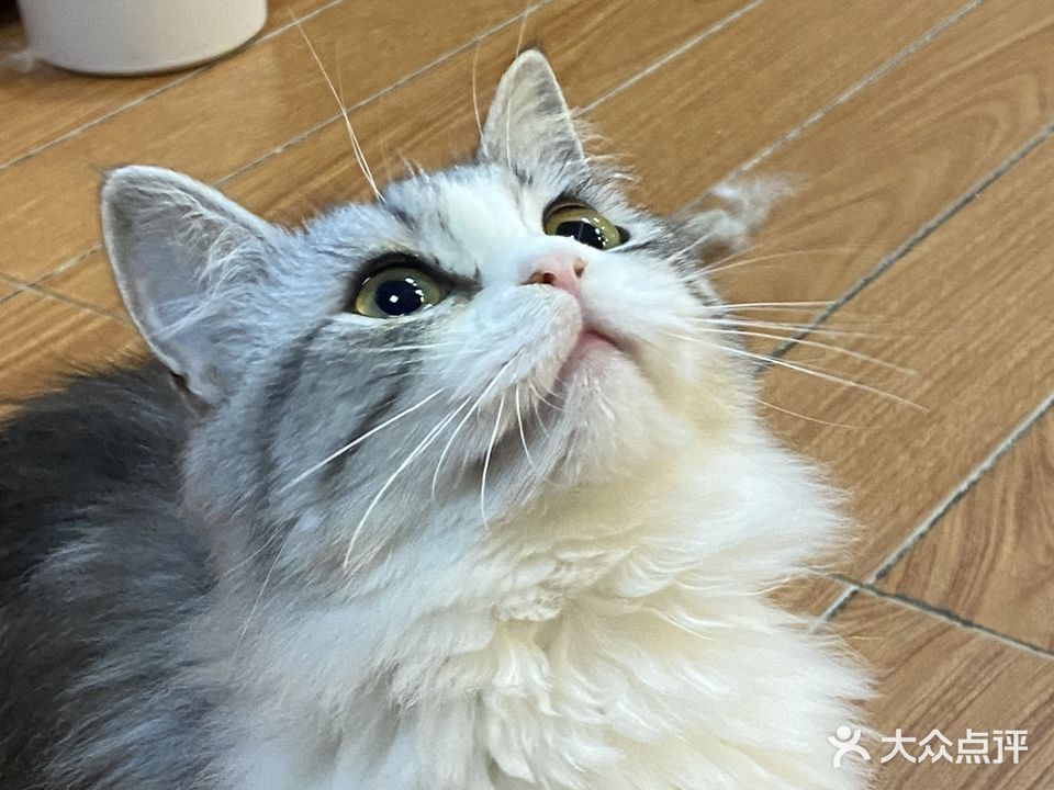 安祺宠物生活馆