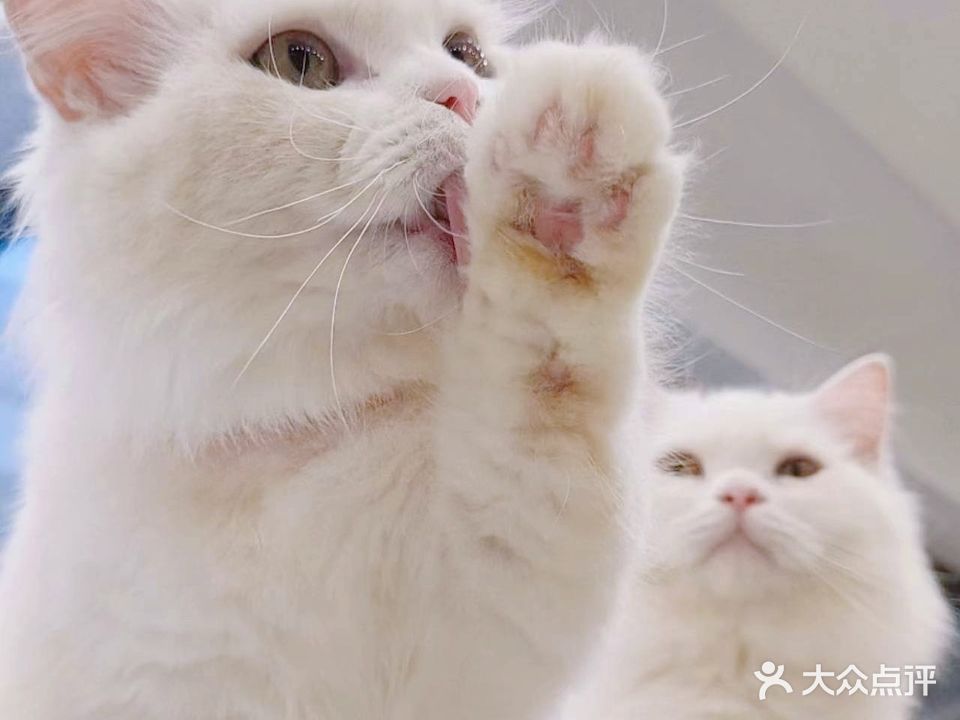 可可猫咖