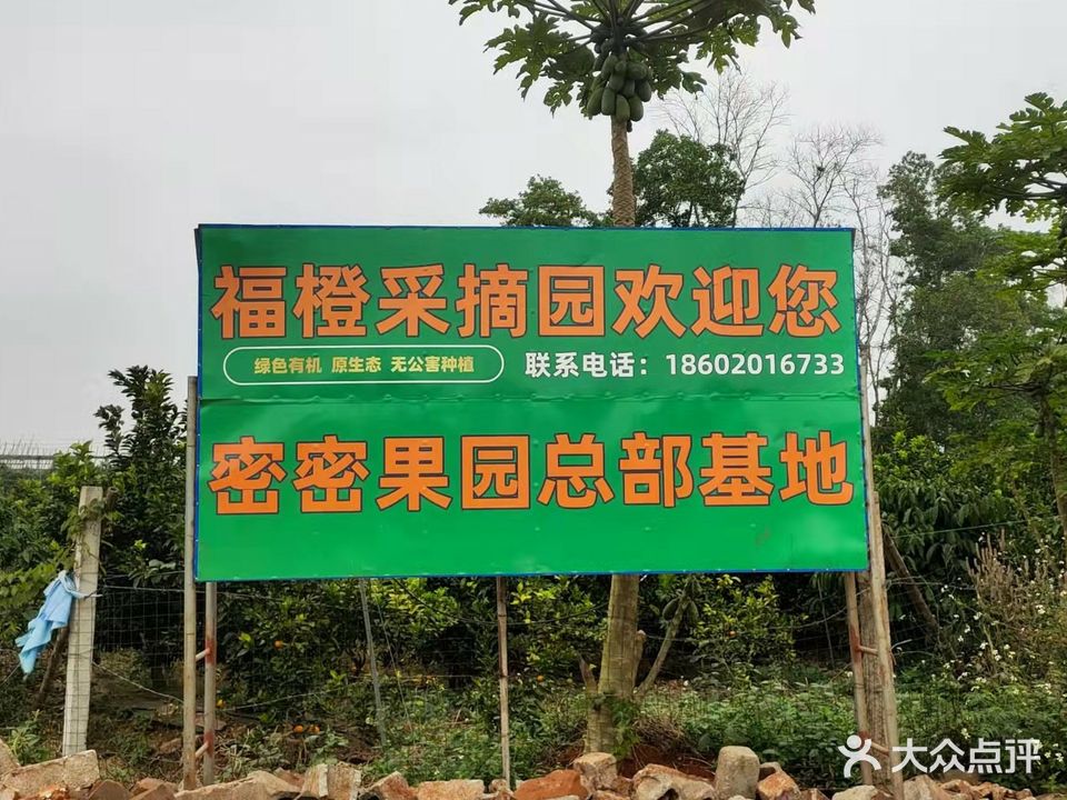密密福橙采摘园