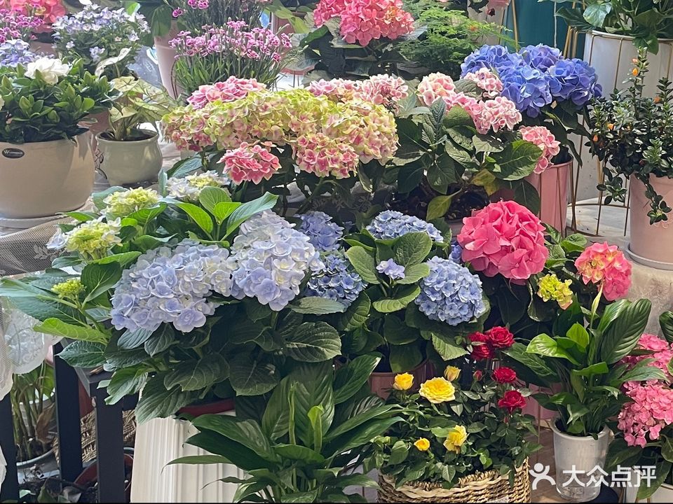木木夕鲜花绿植
