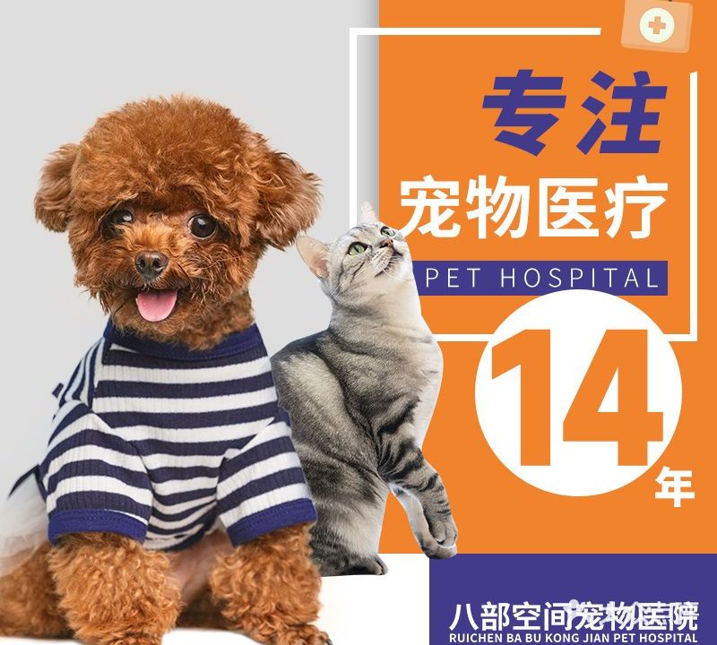 瑞辰八部空间宠物医院·猫科·顾客