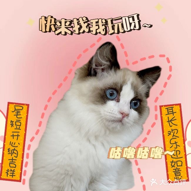 喵朋友·猫舍·春节可寄养