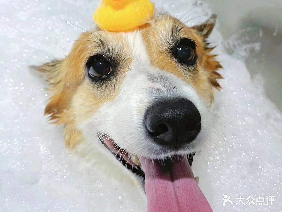 道路犬家福宠物服务中心