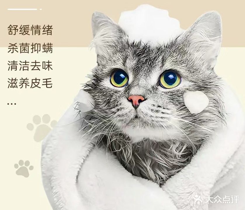 萌萌小宠