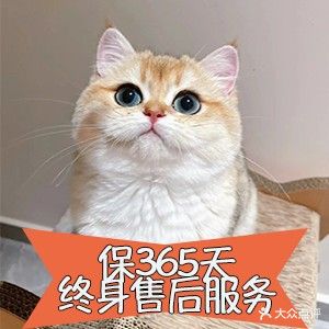 猫小主咖啡·猫咖cat cafe(福田店)