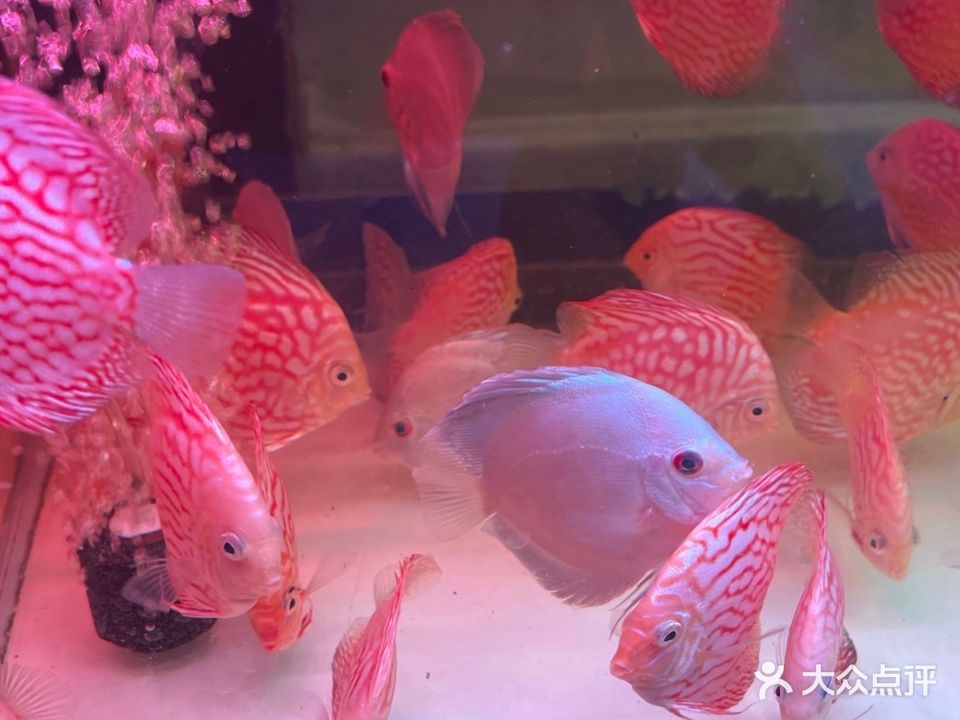 森淼水族(德州德兴南小区店)