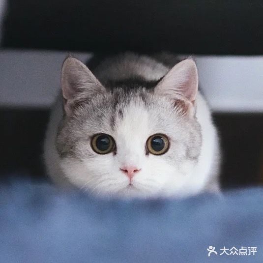 大眼萌宠生活馆(万达广场金沙洲店)