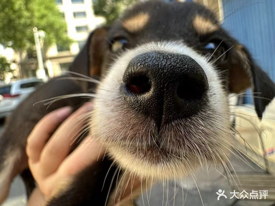 包包的宠物店