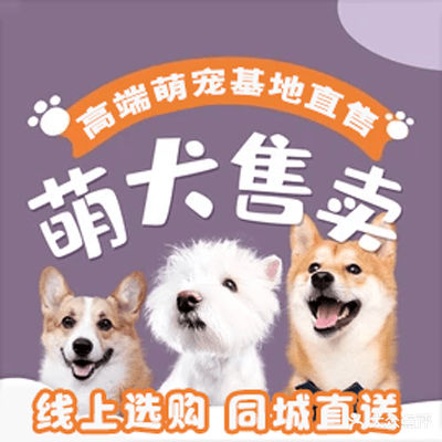 甬宠名宠·大型犬舍猫舍直营·宠物猫狗活体