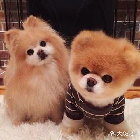 狗模狗样宠物生活馆