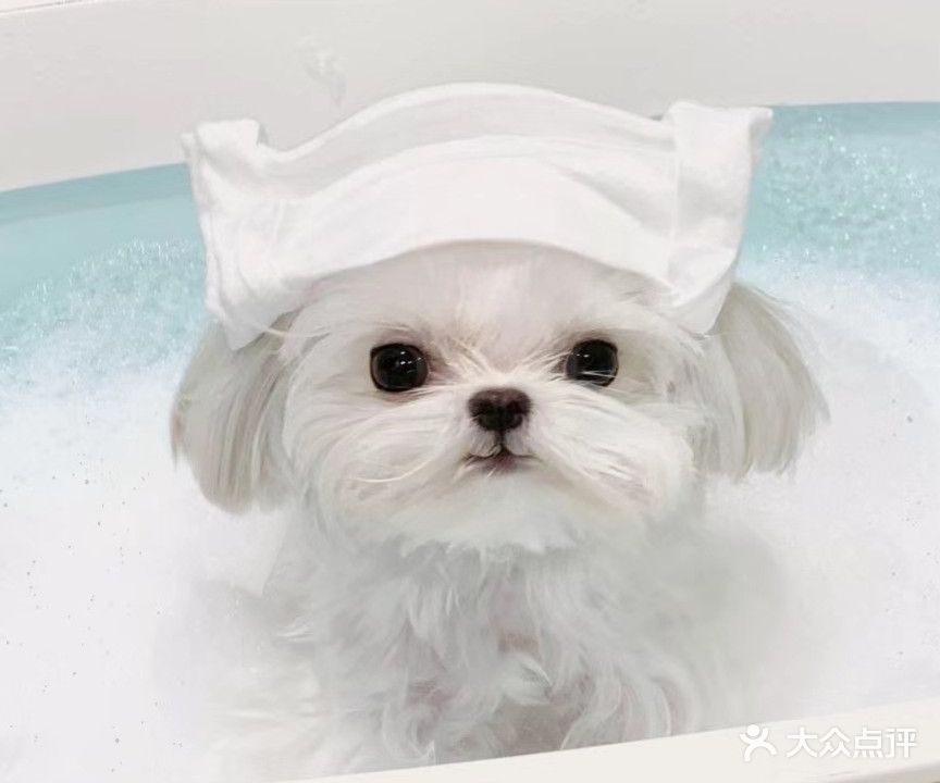 氻沸宠物会所