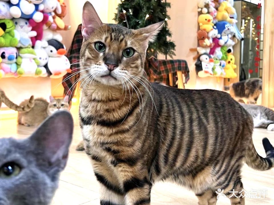 有猫腻·猫咖(中粮·锦云店)
