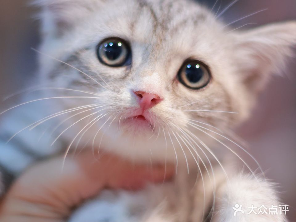 猫坊·奶茶·小吃