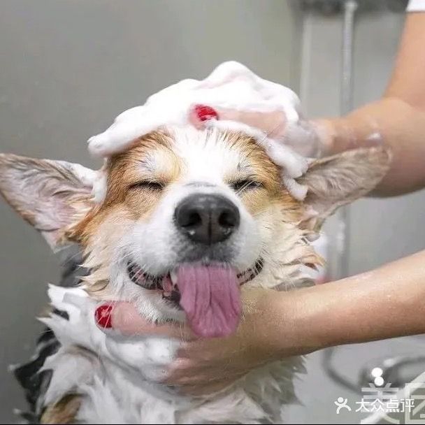 小灯笼宠物生活馆