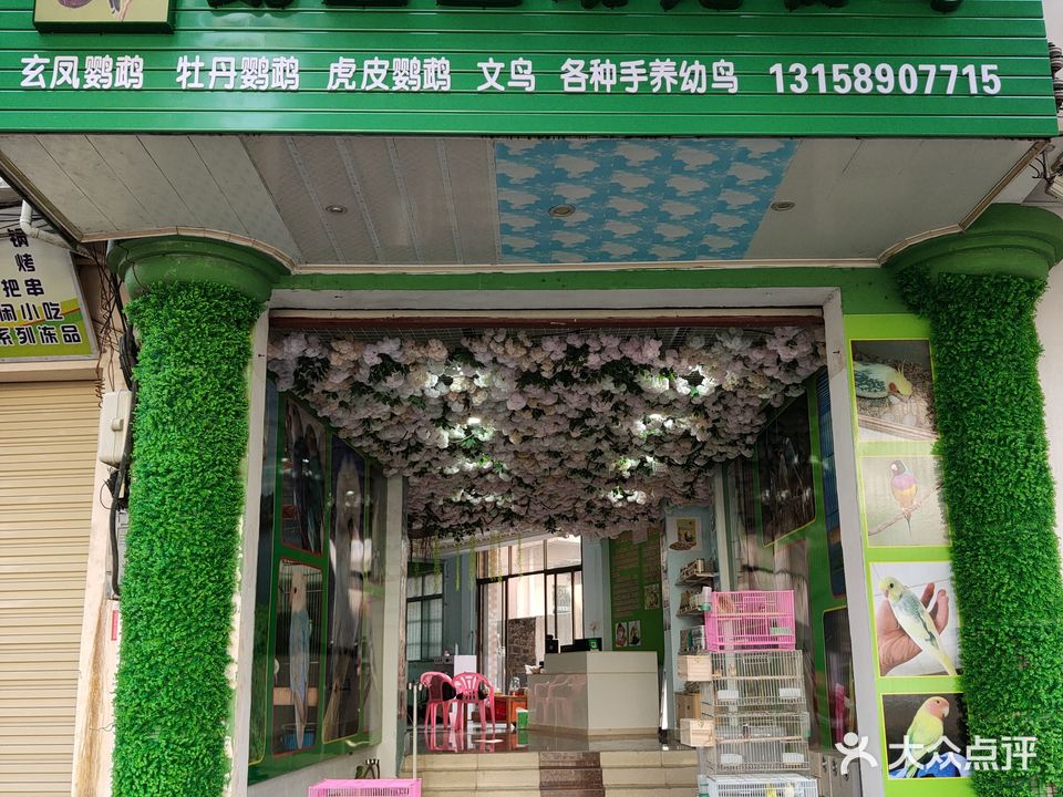鹦宝互动宠物鸟