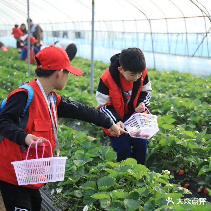 西禾高品质草莓采摘园(郑州园)