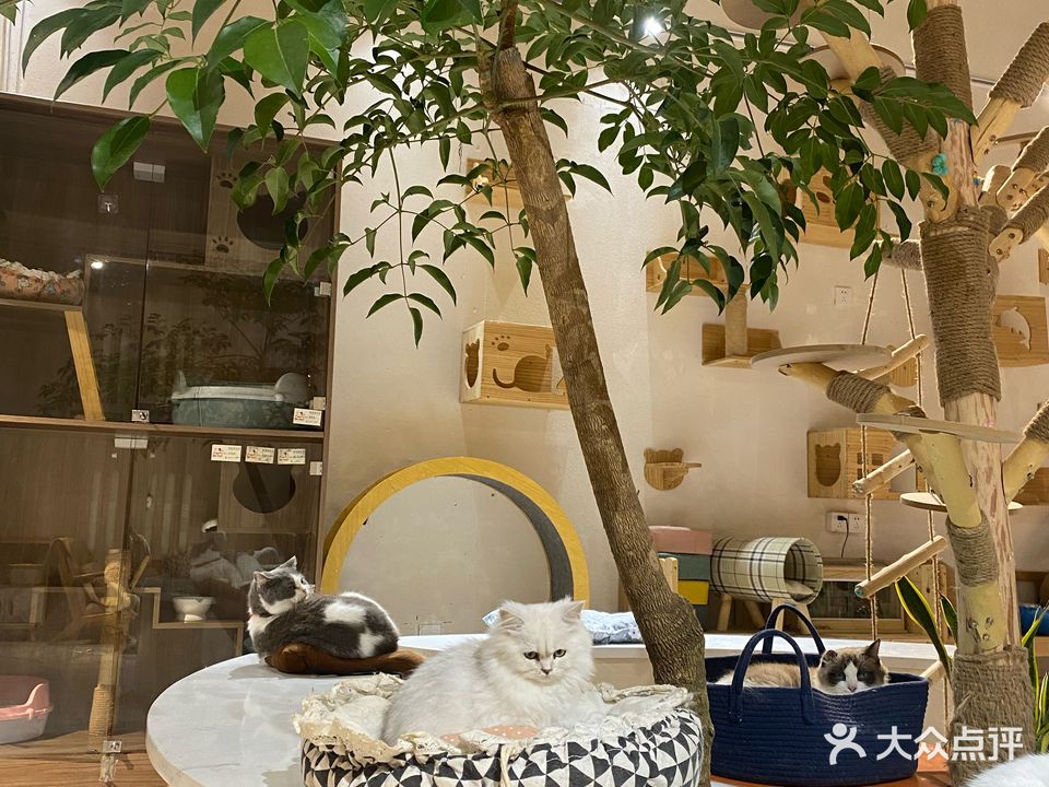 每日猫咖·每日猫舍·花园猫咖(万达店)