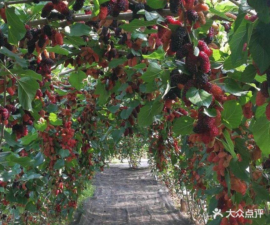 创鲜果桑园基地