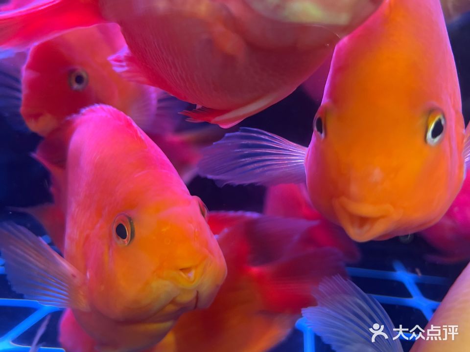 鸿景水族馆(兰花苑店)
