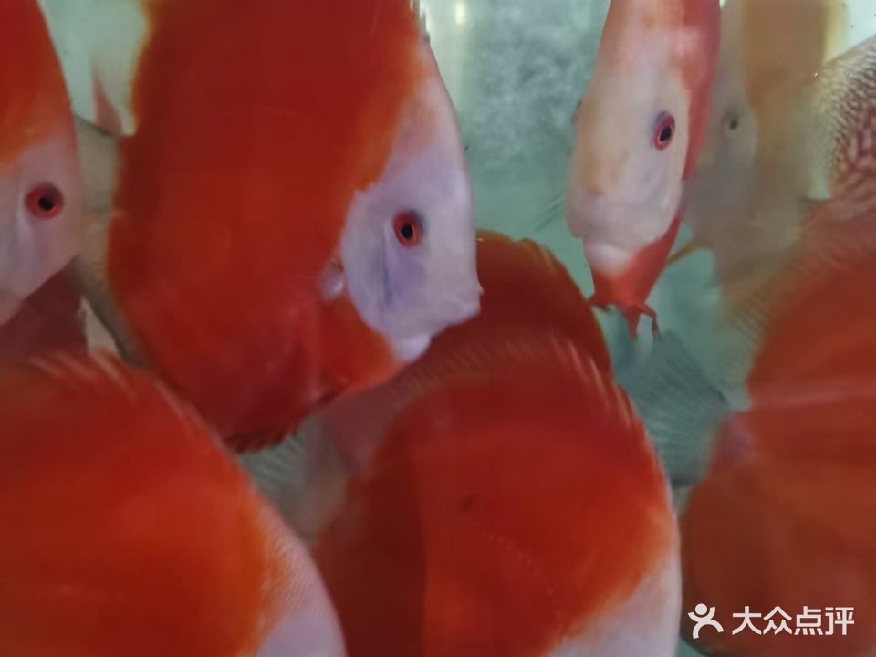 海洋家水族(禾祥店)