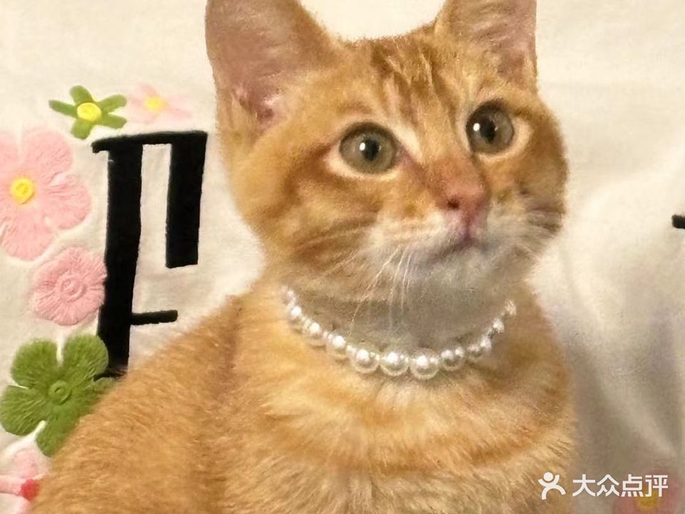 萌兽研究所·宠物洗护·撸猫·寄养(阳光城店)