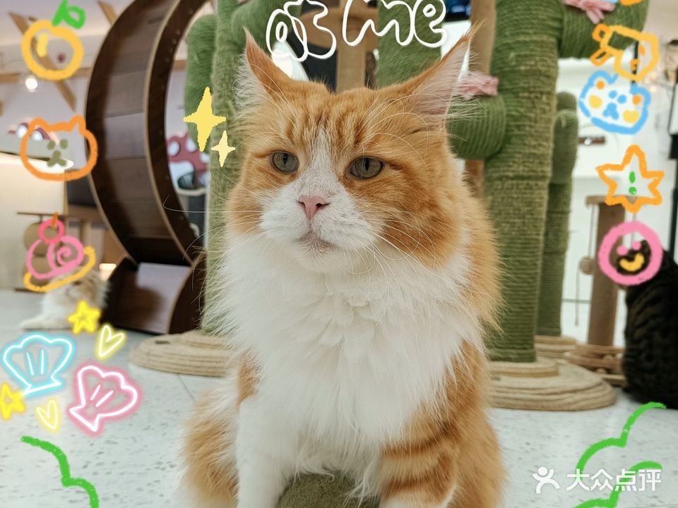喵园·猫主题咖啡厅·撸猫·猫咖(国贸店)